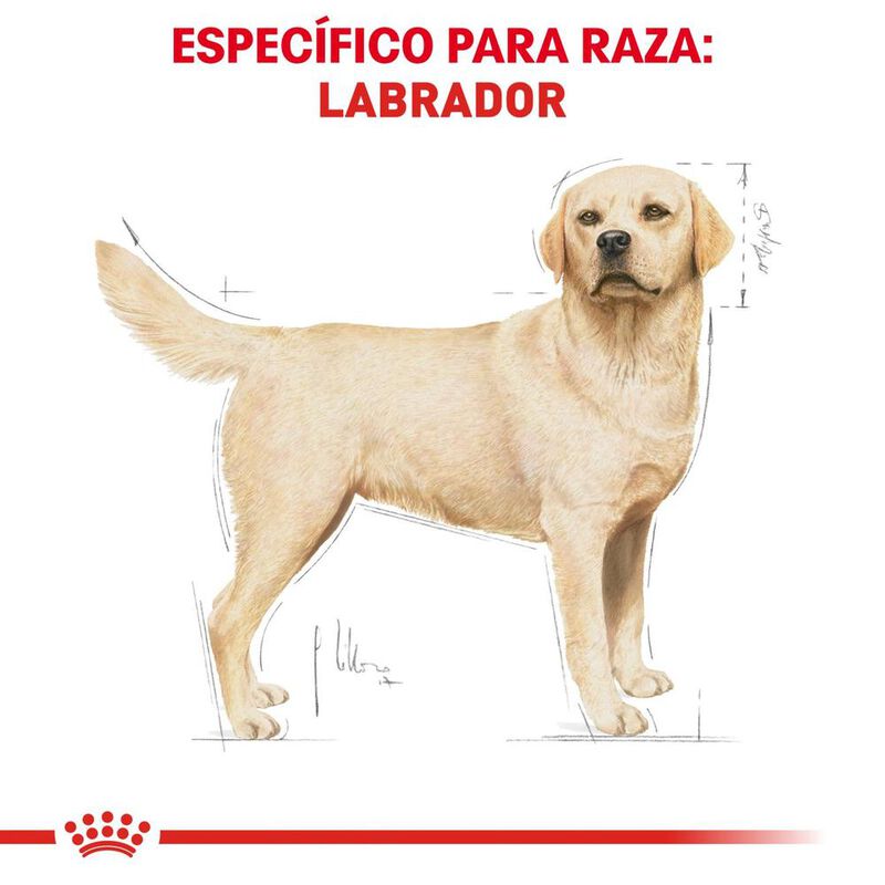 Royal Canin Bhn Labrador Retriever 13.6 Kg Orig... image number null