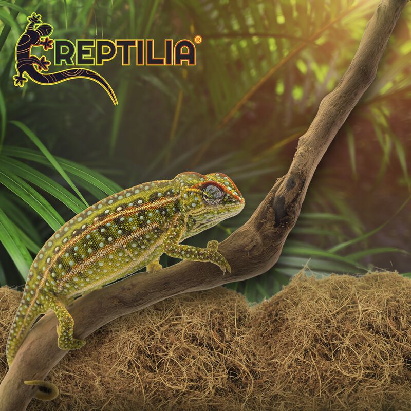 Reptilia Sustrato De Coco 50% Fibra 50% Polvill... image number null
