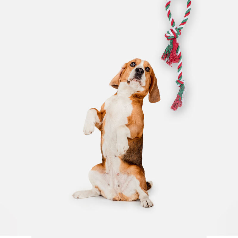 Juguetes Para Mascotas Cordones Mordederas Paqu... image number null