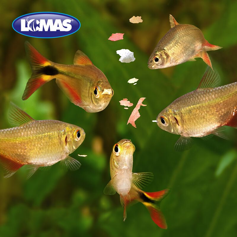 Lomas Hojuelas Alimento Para Peces Tropicales C... image number null