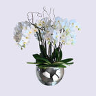 Planta de Orqu&iacute;dea con 4 Varas