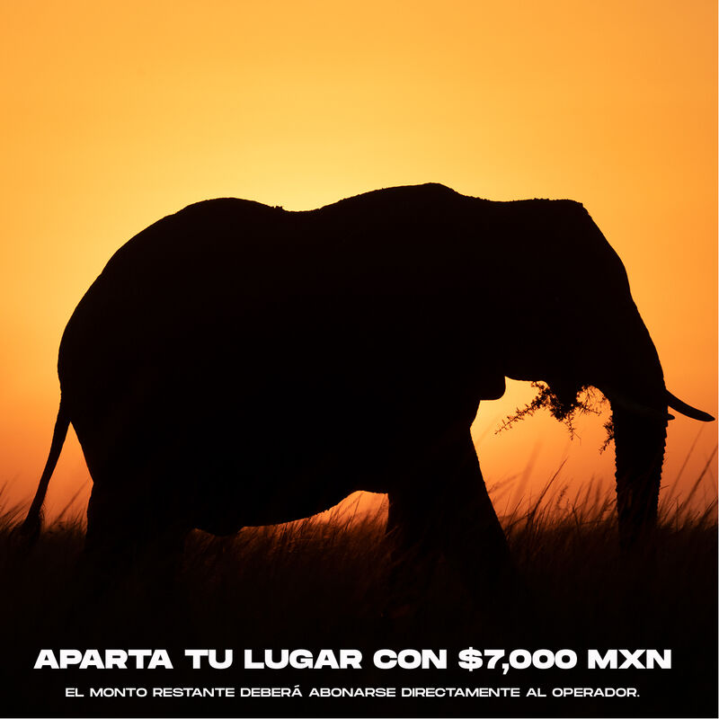 Ruta World Lineage Safari image number null