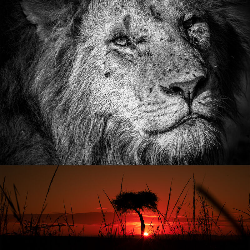 Safari Especializado en Depredadores image number null