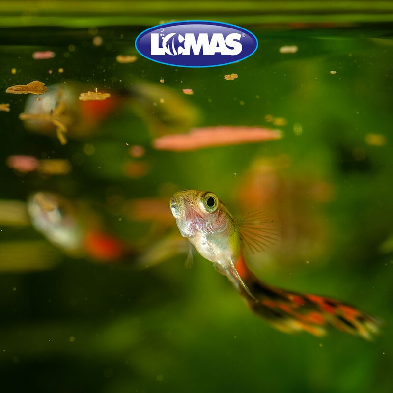 Lomas Hojuelas Alimento Para Peces Tropicales C... image number null