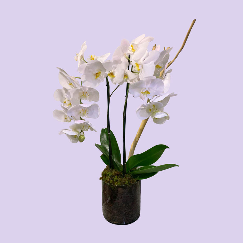 Orqu&iacute;dea de Doble Vara image number null