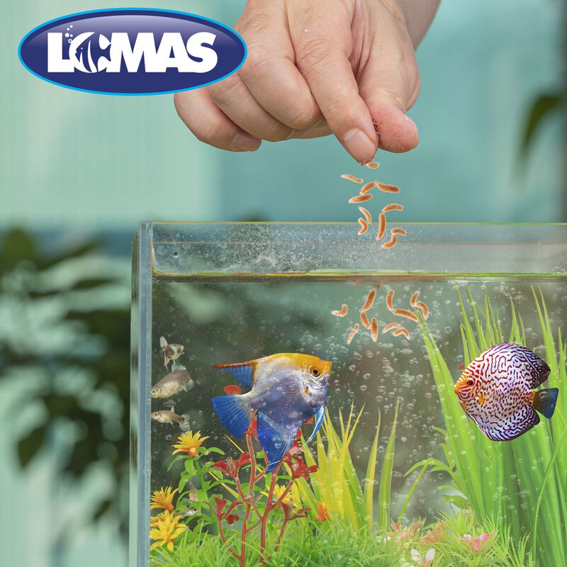 Lomas Snack Larva De Mosca Soldado Con Gran Con... image number null