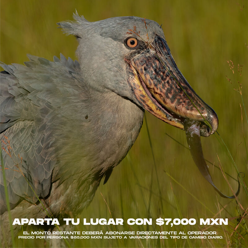 Safari Especializado en Depredadores image number null