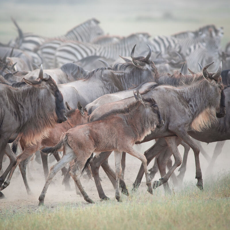 Safari Especializado en Migraciones image number null