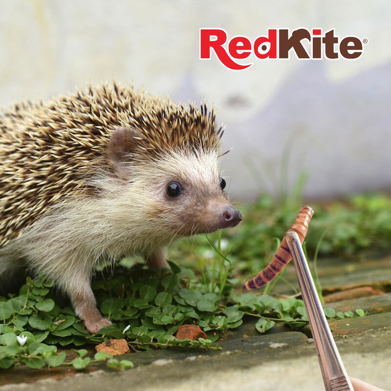 Redkite Snack Larva De Mosca Soldado Con Gran C... image number null