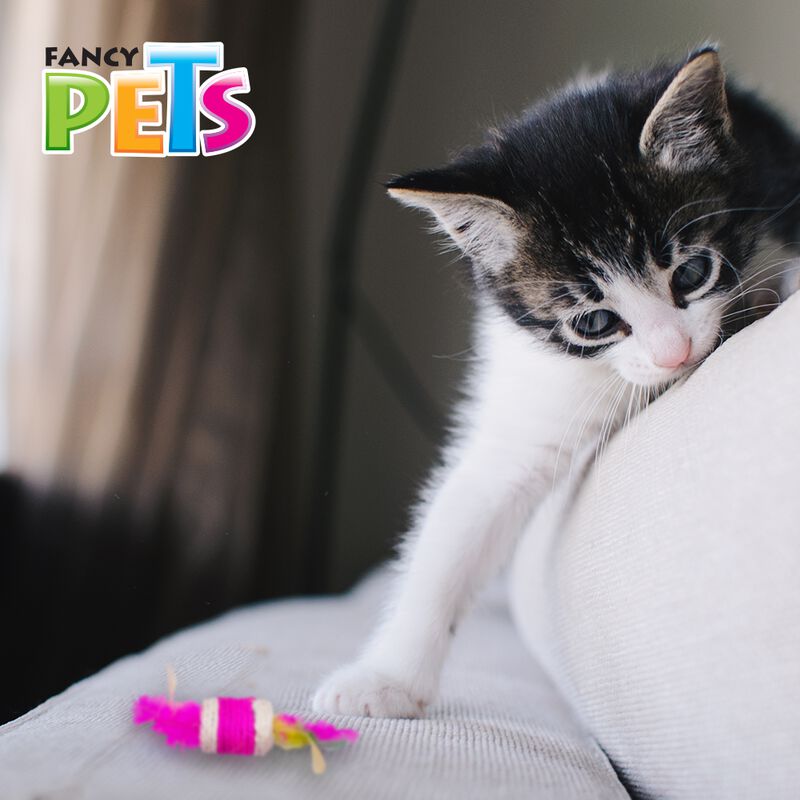 Fancy Pets Juguete En Forma De Cilindro Con Plu... image number null