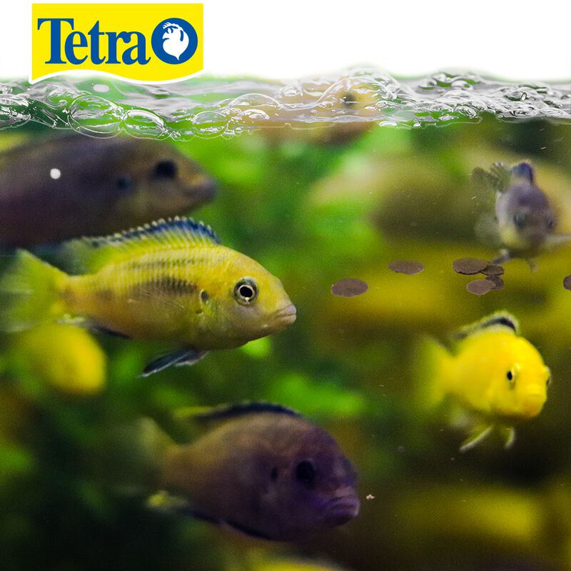 Tetra Alimento Tetracichlid Para Peces Con 250 ... image number null