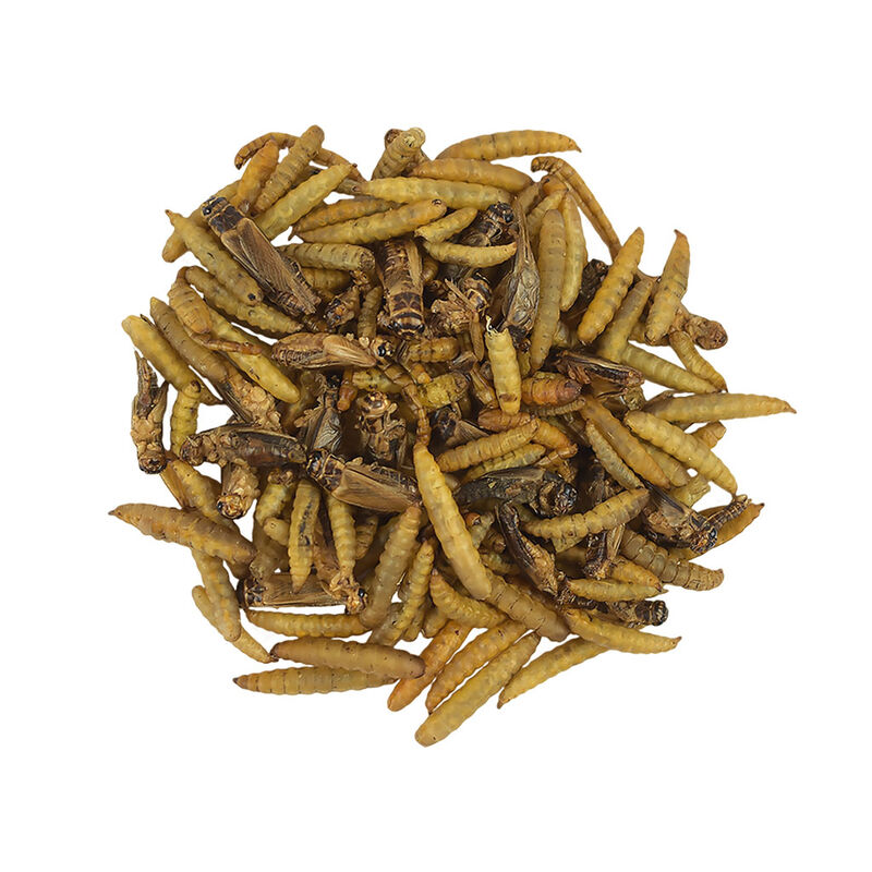 Redkite Mezcla de Insectos Snack para Peque&ntilde;os ... image number null