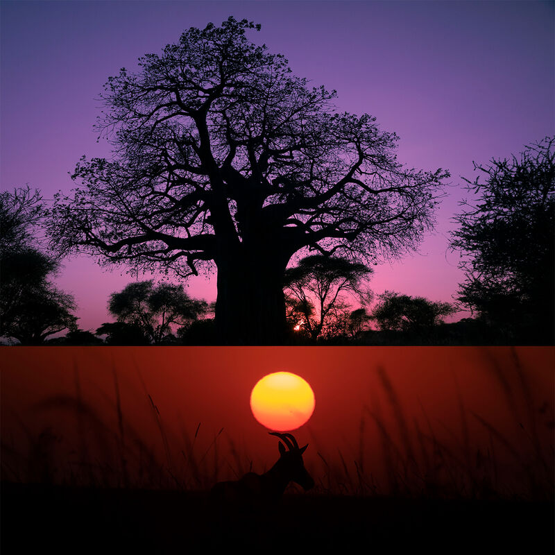 Safari Especializado en Depredadores image number null