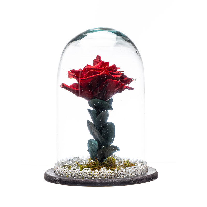 Rosa Eterna Mediana image number null