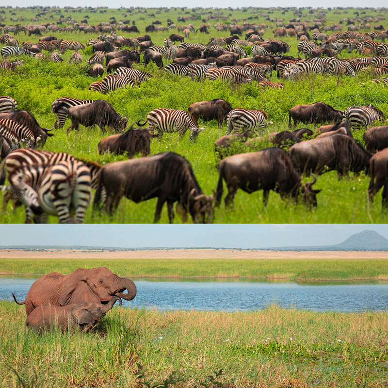 Safari Especializado en Migraciones image number null