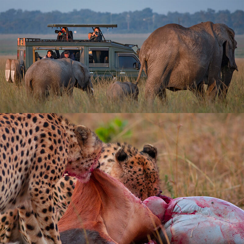 Safari Especializado en Migraciones image number null