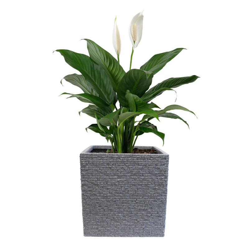 Maceta Jardinera Cuadrada  Gris image number null