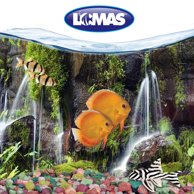 Respaldo Doble Para Acuario Vista Jardin/cascad... image number null