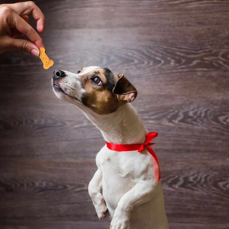 FANCY PETS. Yummy Galletas 400gr. Con Vitaminas... image number null