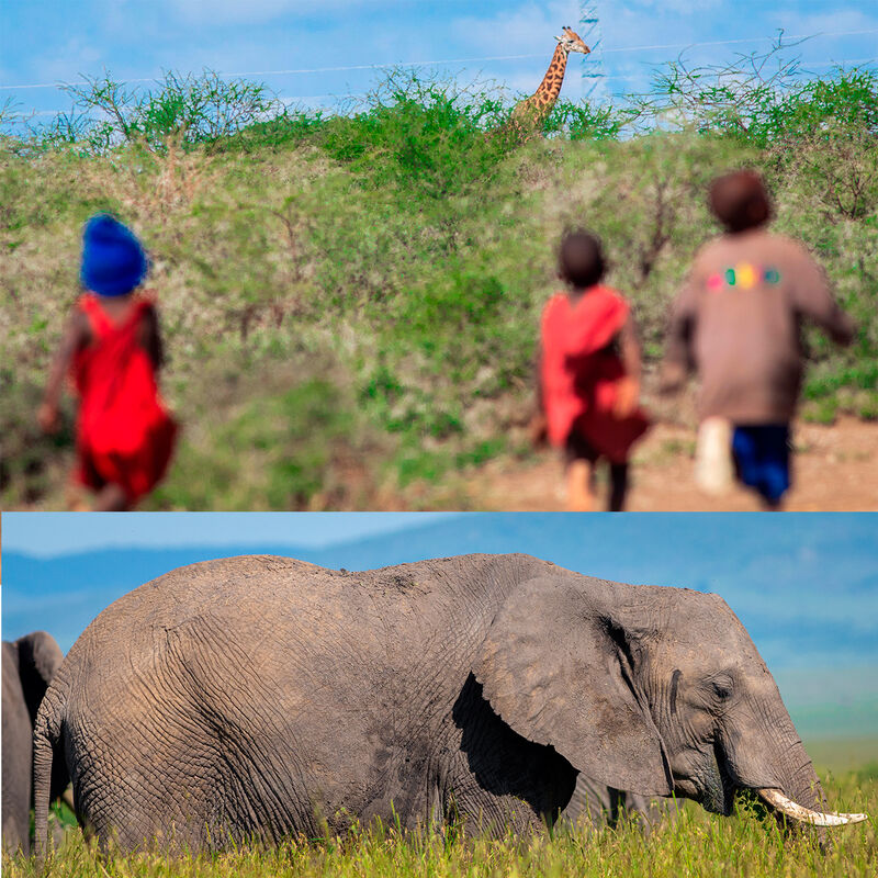 Cultura Africana image number null