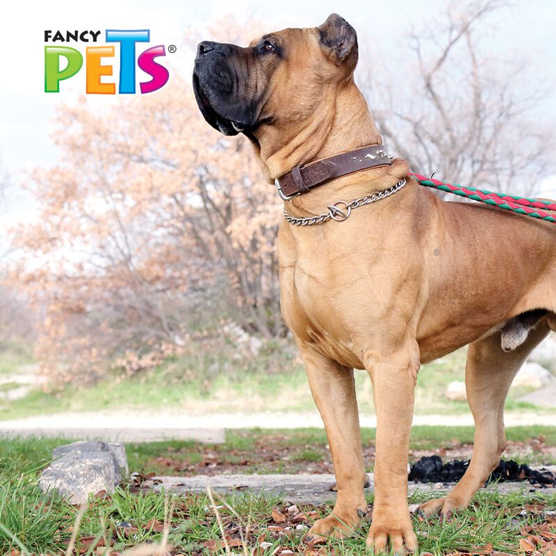 Fancy Pets Collar De Entrenamiento Para Perro D... image number null