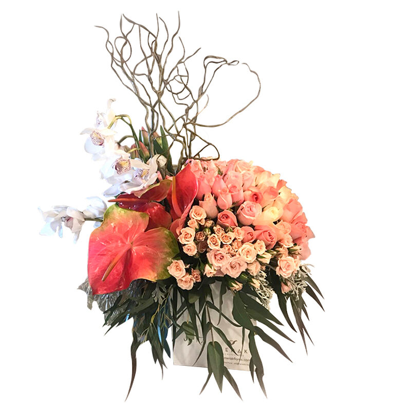 Esplendor image number null