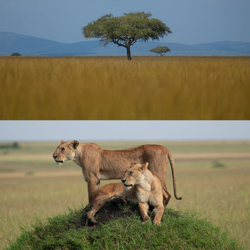 Safari Especializado en Depredadores image number null