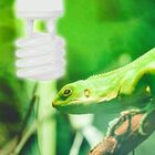 Terra Foco Repti Glo para Reptíles y Anfibios