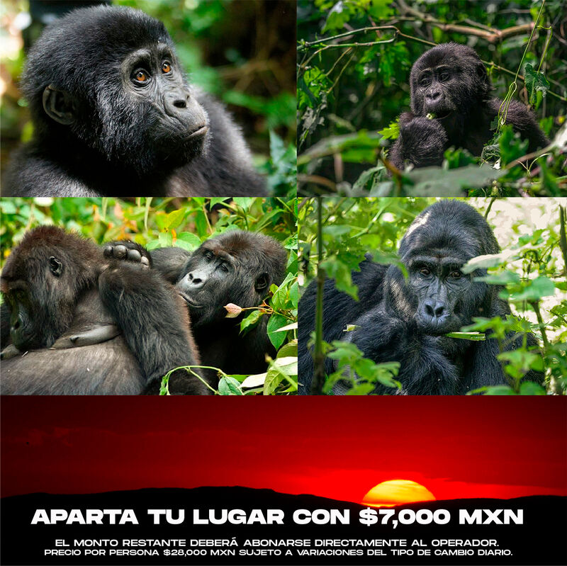 Interacción con Gorilas y Chimpancés  en África image number null