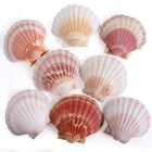 Conchas De Vieira Ppclion Naturales, Blanco Y Rosa, 10-11 Cm, 8 Unidades
