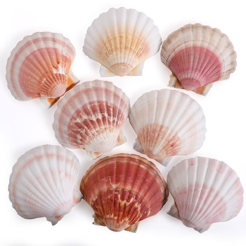 Conchas De Vieira Ppclion Naturales, Blanco Y R... image number null