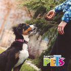 Fancy Pets Palitos De Carnaza Natural - 40 Pz