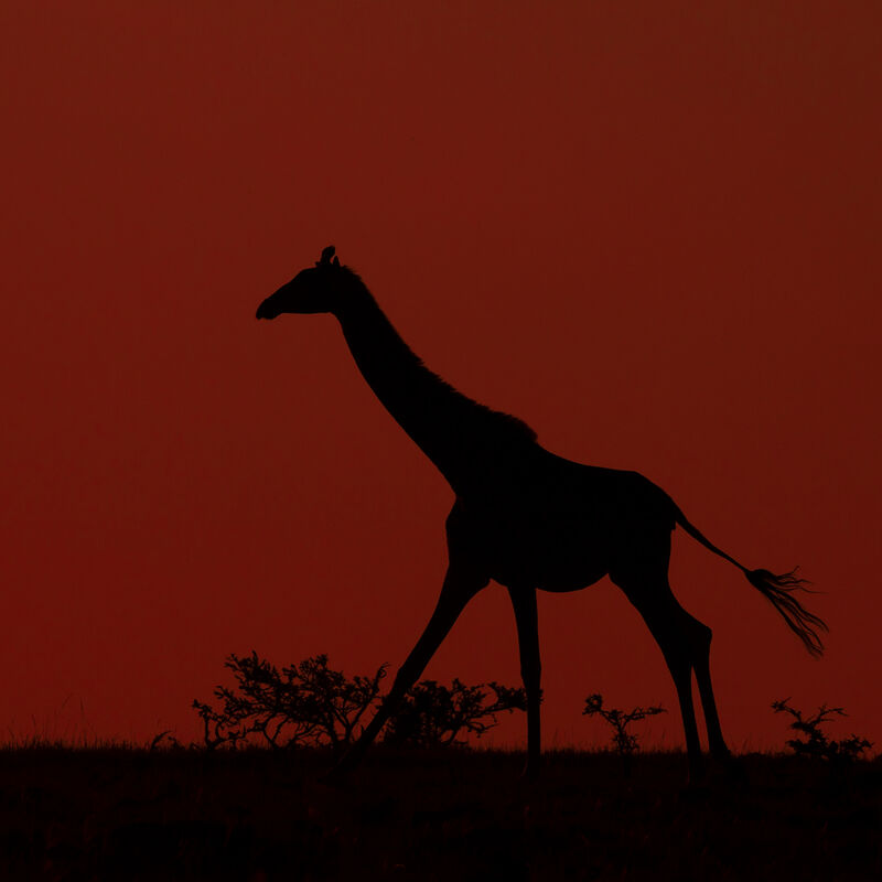 Safari Especializado en Migraciones image number null