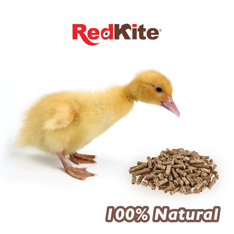 Redkite Alimento Para Patos J&oacute;venes Con 1 Kilog... image number null