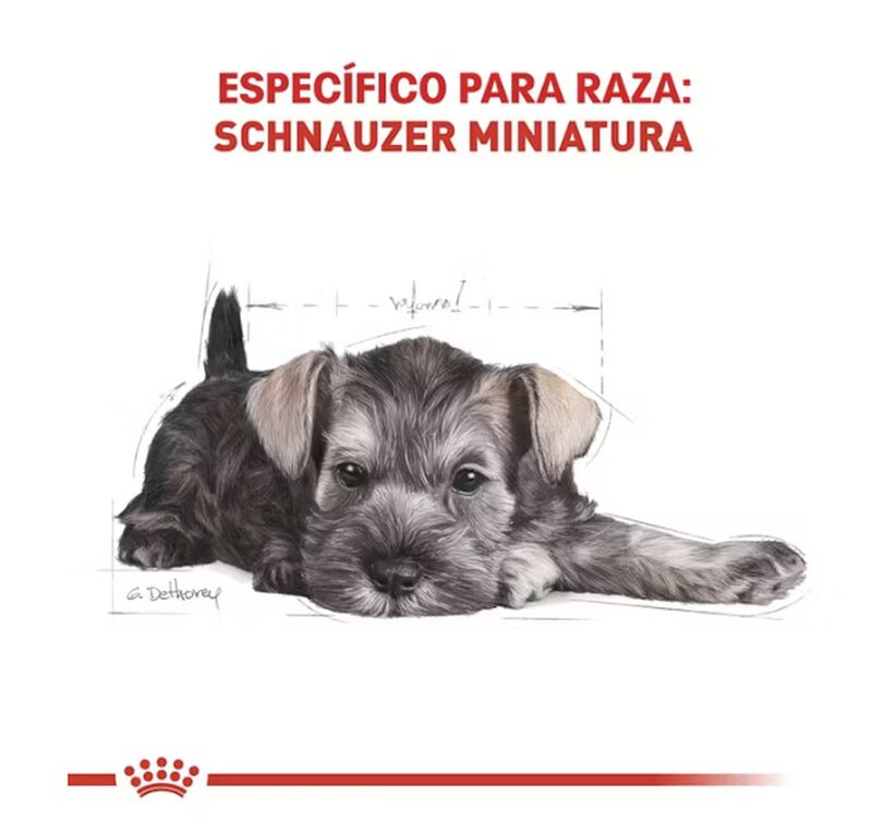 Royal Canin Bhn Miniature Schnauzer Puppy 1.14 ... image number null