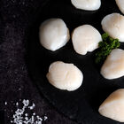 CALLO GARRA DE LEÓN U10 BOSTON