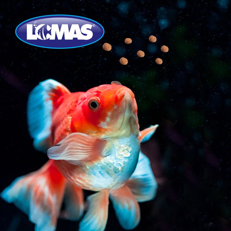 Lomas Goldfish Pellets Alimento Para Peces Japo... image number null