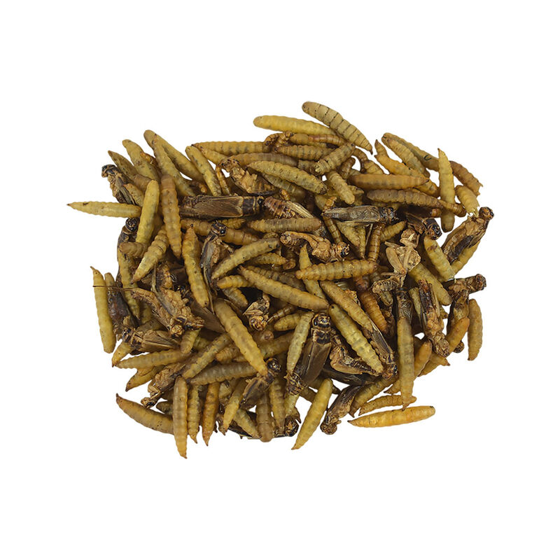 Redkite Mezcla de Insectos Snack para Peque&ntilde;os ... image number null