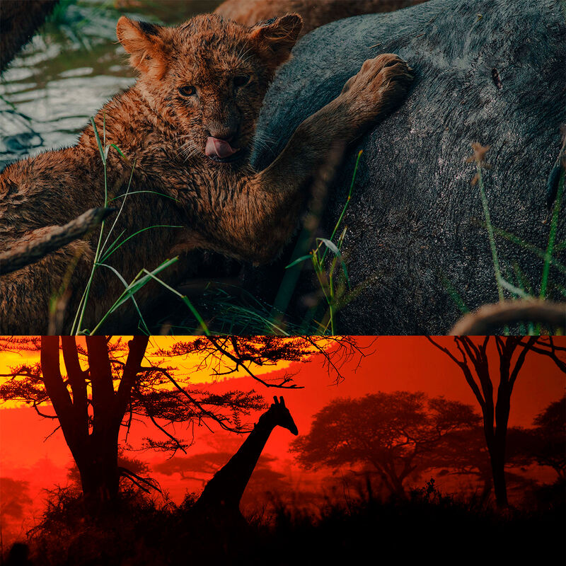 Safari Especializado en Depredadores image number null