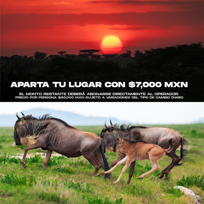 Safari Especializado en Migraciones image number null