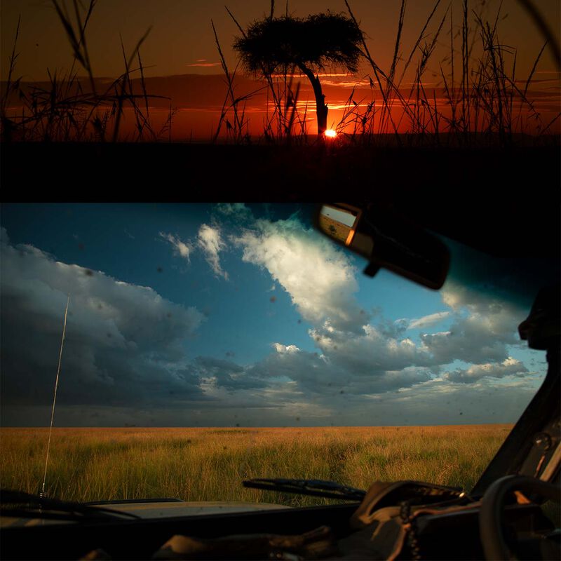 Interacción con Gorilas y Chimpancés  en África image number null