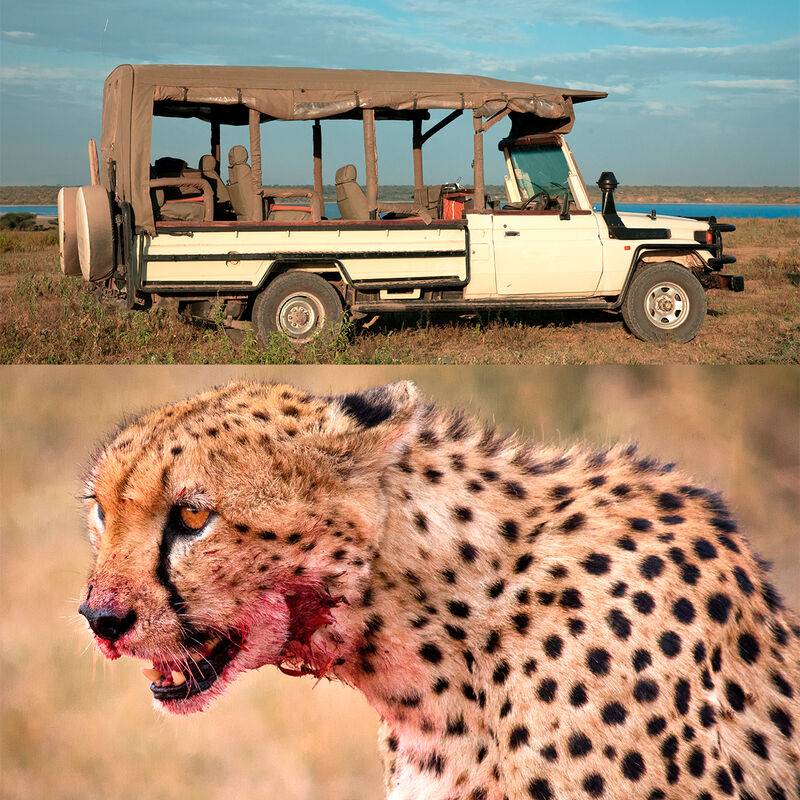 Safari Especializado en Depredadores image number null