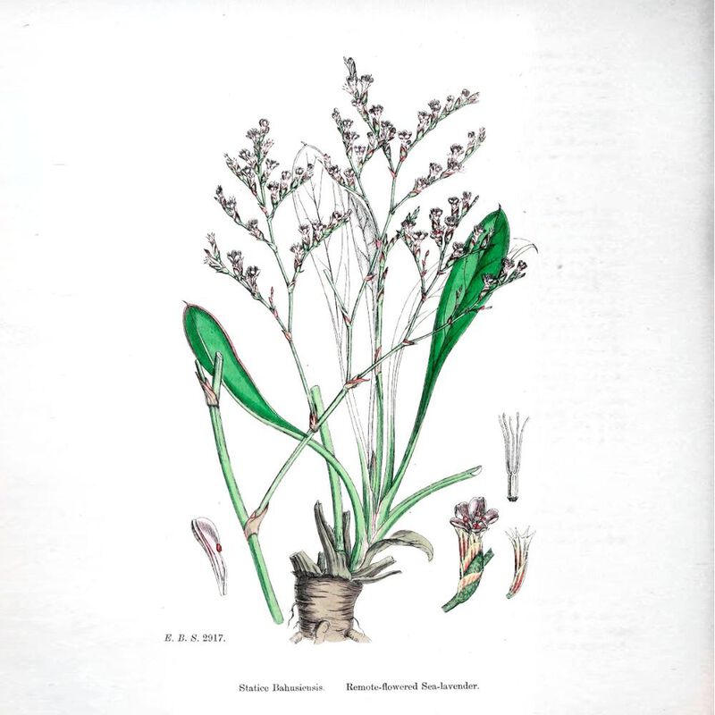 The Shaving Co Crema Para Afeitar Lavanda Shavi... image number null