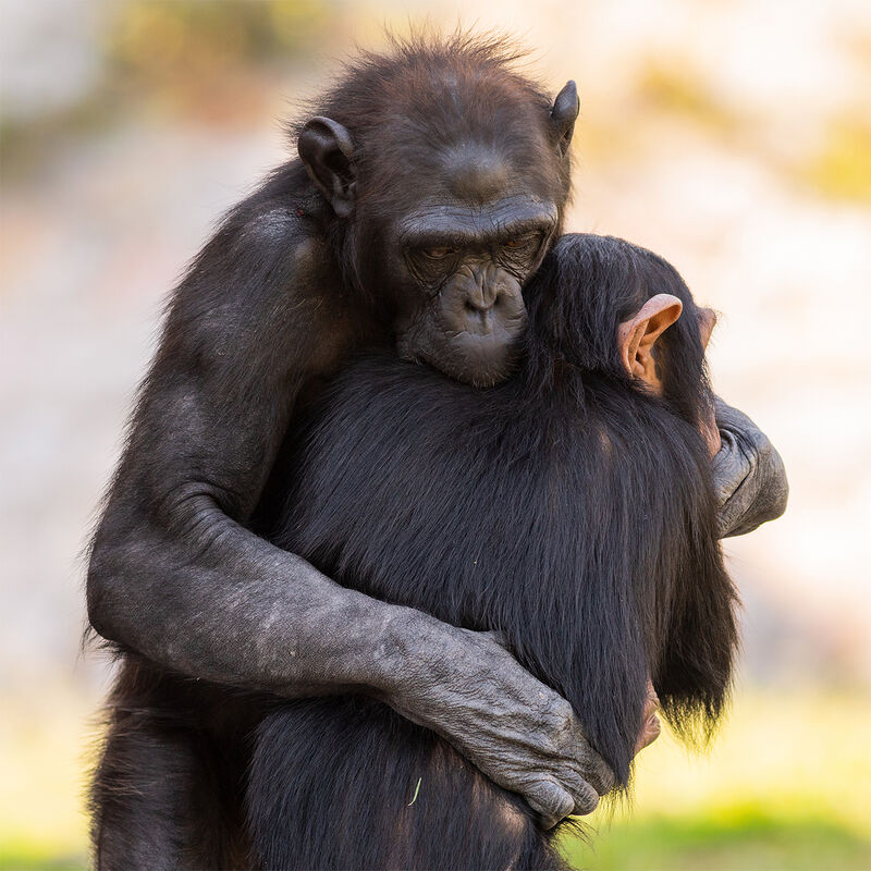 Interacción con Gorilas y Chimpancés  en África image number null