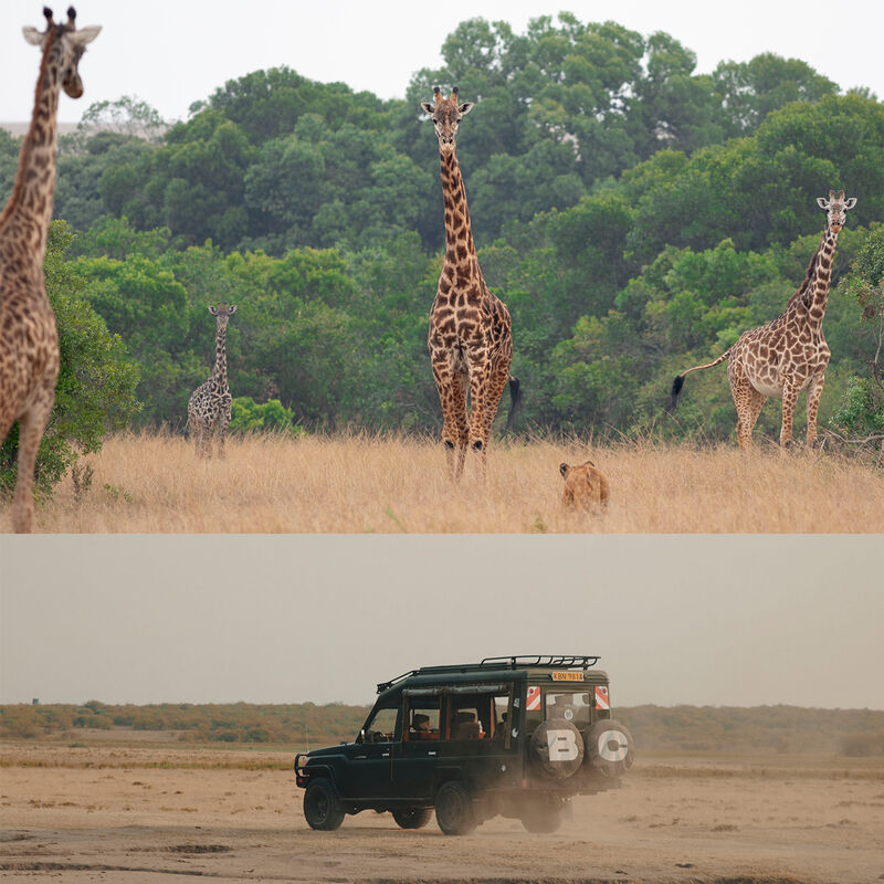 Safari Especializado en Migraciones image number null