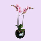 Orqu&iacute;dea de Doble Vara II