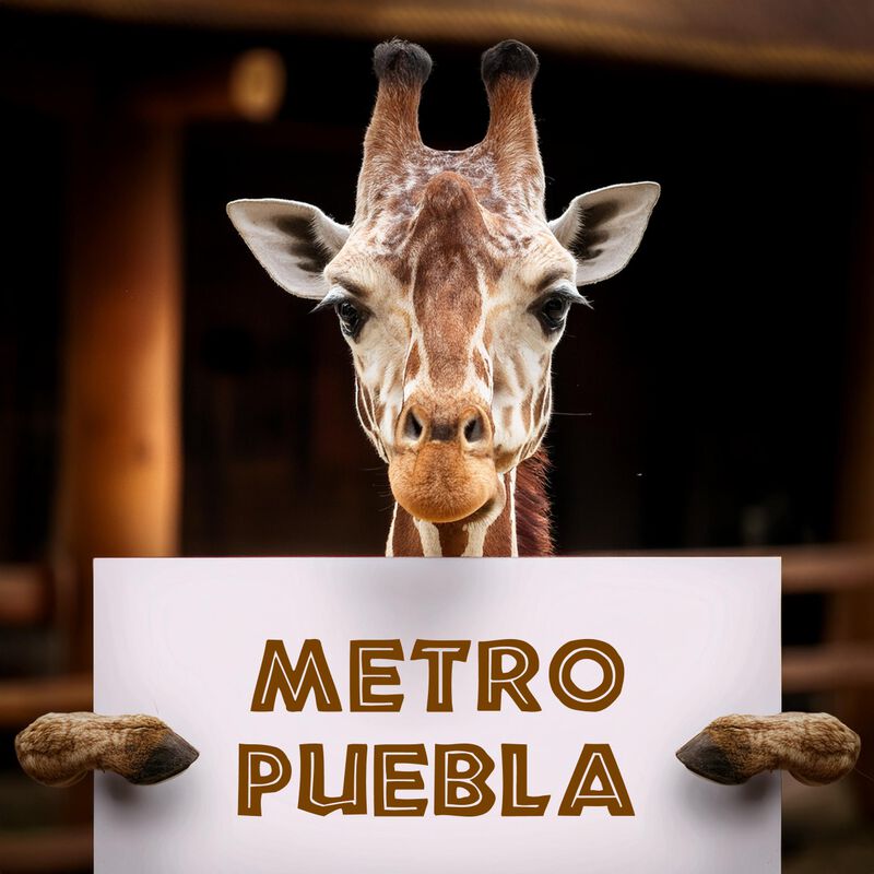 Bioparque + Transporte Incluido CDMX Metro Pueb... image number null